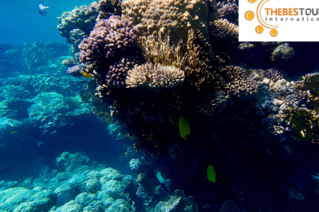 8 Days Program includes 03 Nights Cairo & 04 Nights Sharm El-Sheikh